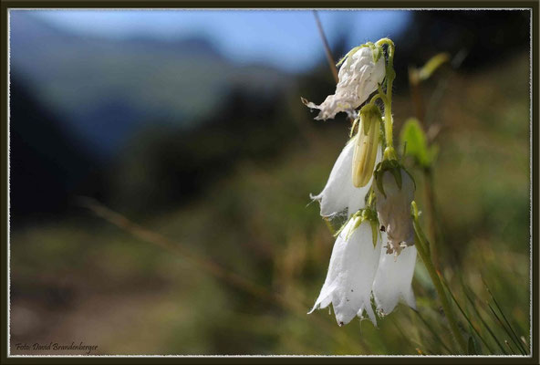 A0301.Glockenblume,Mönchalp,Klosters.CH
