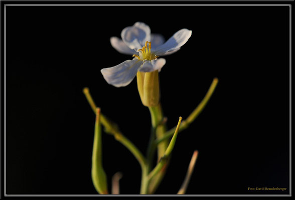 A0385.Radieschenblüte.Klosters.CH