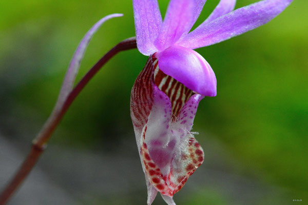 CA0157 Orchidee,Birkenhead lake