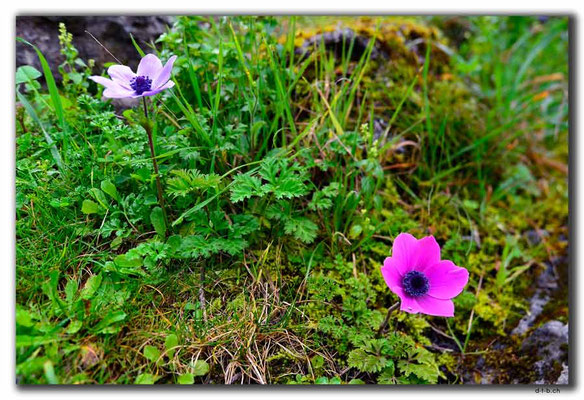 TR0199.Kayaköy.Blumen
