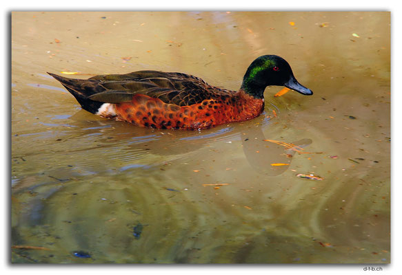 AU1227.Blackburn Lake Sanctuary. Chestnut Teal