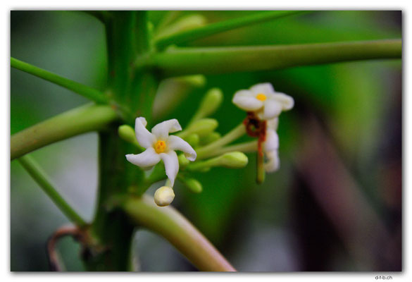 VT.0013.Port Vila.Flower