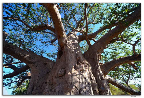 AU0240.Boab Baum Riese