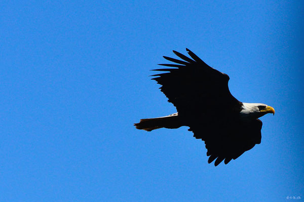 CA0123 Newcastle Island Adler