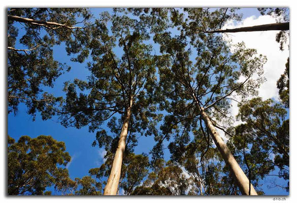 AU0758.Diamond Tree.Karri Trees