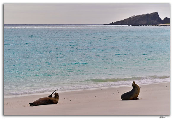 EQ0053.Española Island.Gardner Bay.Sea Lion