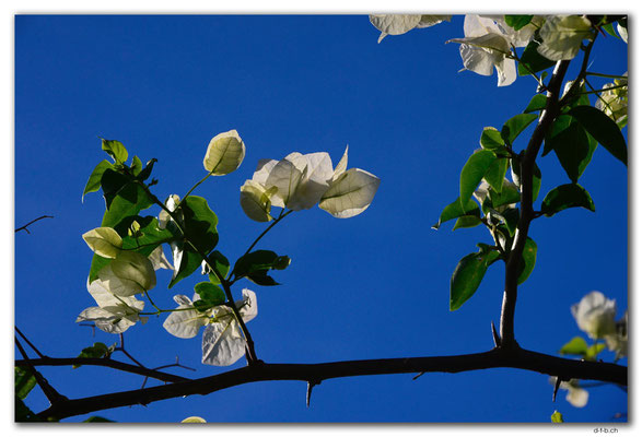 FJ0086.Vatia Beach. Baumblüten