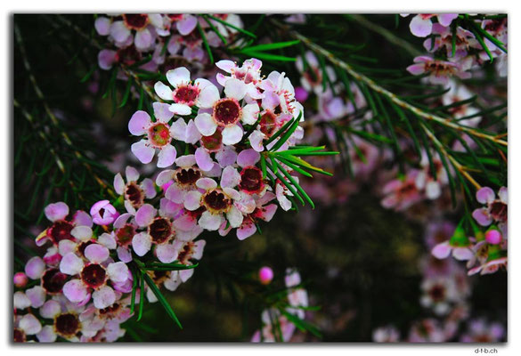AU0483.Northampton.Blumen