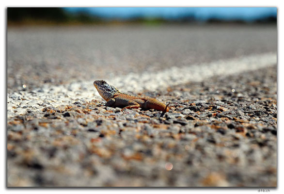 AU0402.Lizard