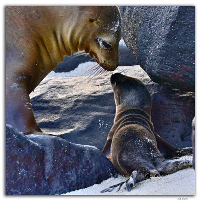 EQ0110.Española Island.Punta Suarez.Sea Lion