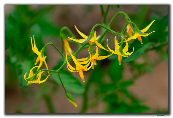 CN0317.Blume