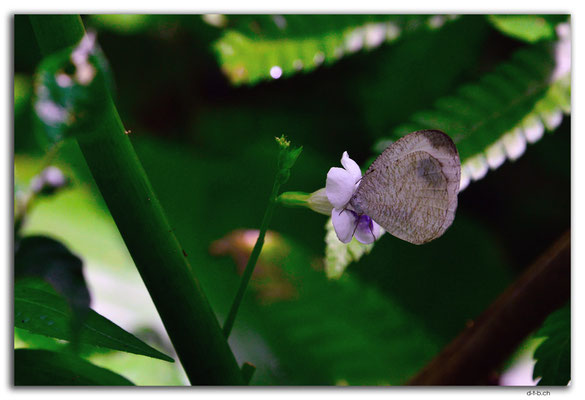 ID0083.Ubud.Schmetterling