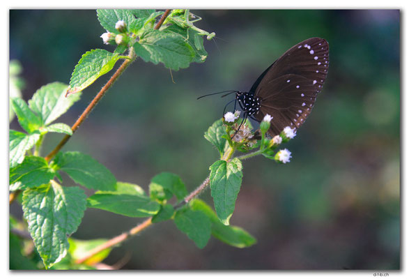 FJ0065.Vatia Butterfly