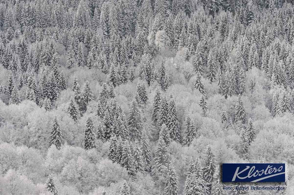 P0032.Verschneiter Wald.Klosters.CH