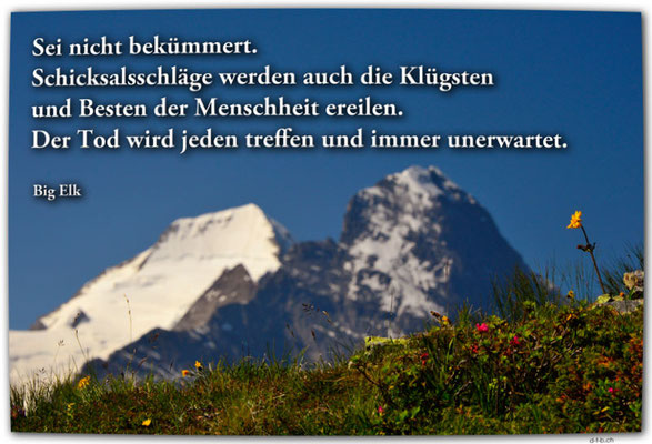 S0306.Mönch und Eiger mit Alpenblume, Grindelwald, Schweiz, Big Elk 