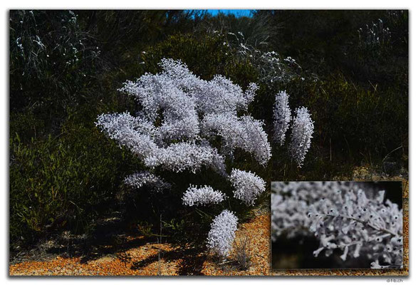 AU0547.Smoke Bush