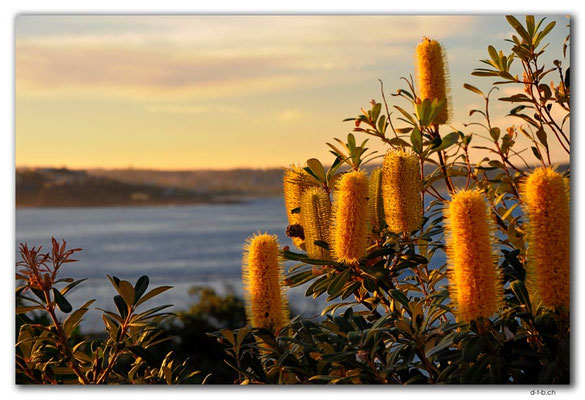 AU1545.Sydney.Shelly Headland Upper Lookout.Banksia