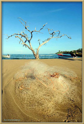 JM101.Buttonwood Tree.Treasure Beach