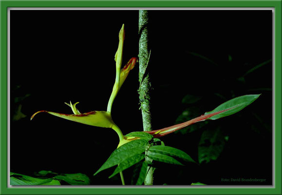 171.Blume,Tortuguero N.P,Costa Rica