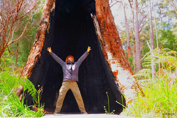 Australien. Walpole. Tingle-Tree
