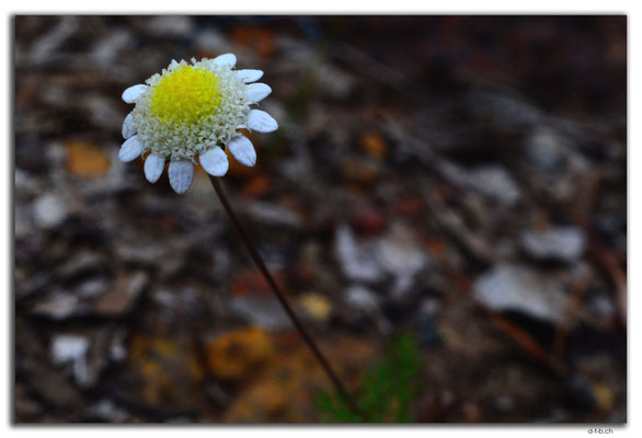 AU0646.Mt.Observation.Blume