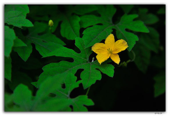 VT.0007.Port Vila.Flower