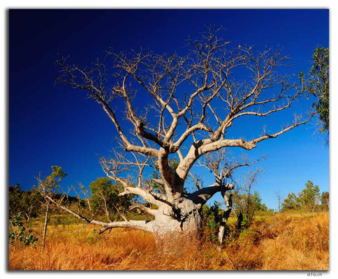 AU00155.Giant Boab