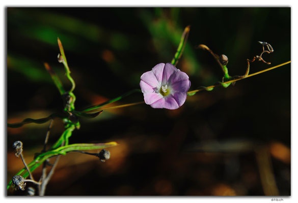 AU0947.Nullarbor N.P.Blume