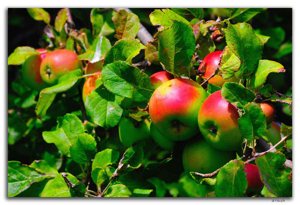 NZ0828.Wilde Äpfel