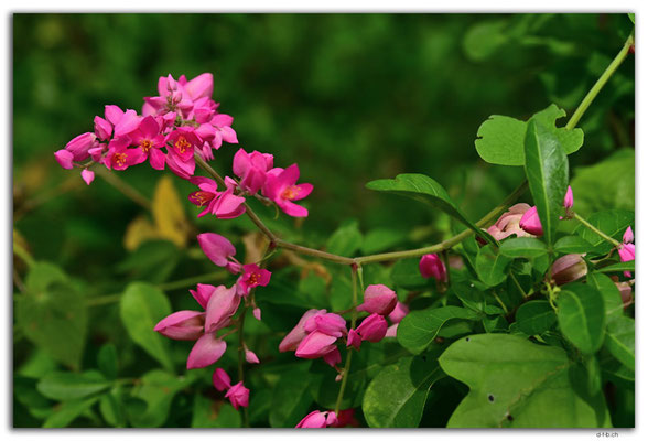 CW0060.Hato Cave.Flower