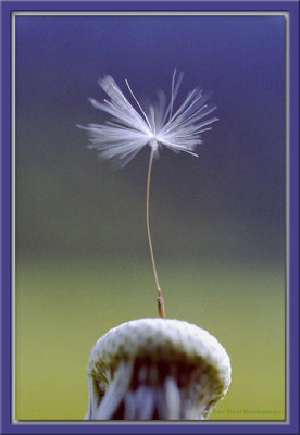 A0019 Pusteblumensamen,Klosters,CH