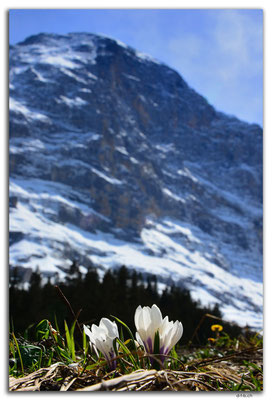 GW0092.Krokus und Eiger