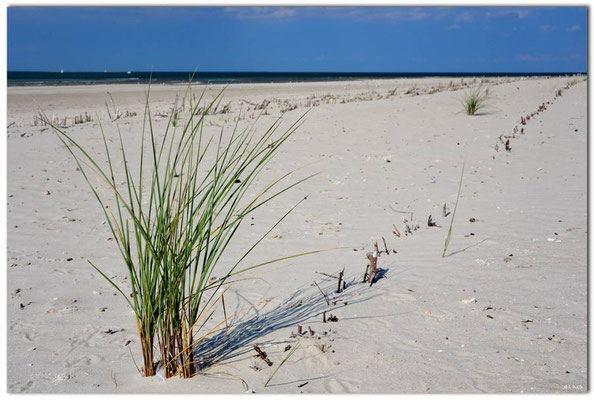 DE104.Amrum.Strandbefestigung