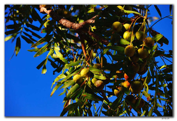 AU0171.Mirima N.P. Emu apple