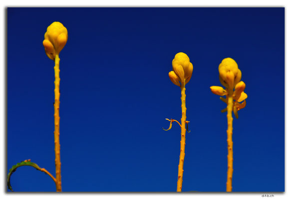 AU0300.Baumblüten