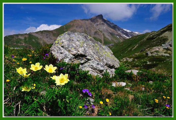 A0622.Schwefelanemone,Julierpass.CH