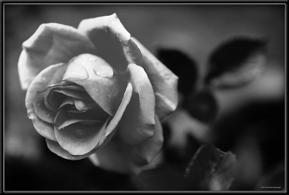 A0510.Rose.Klosters.CH