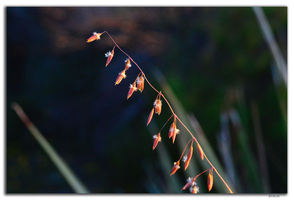 AU0534.Blume