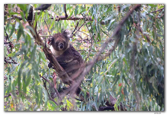 AU1104.Adelaide.Morialta Falls.Koala