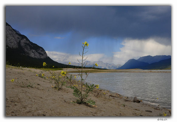 CA0602.Rain,Flower and North Saskatchewan River