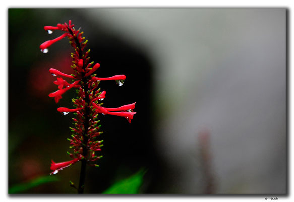 TW0057.Shifen.Blume beim Wasserfall