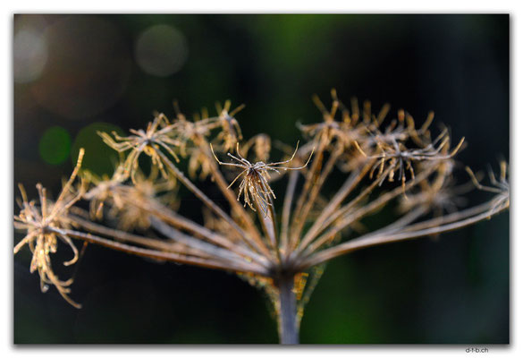 CA1041.Cypress Hills, Flower