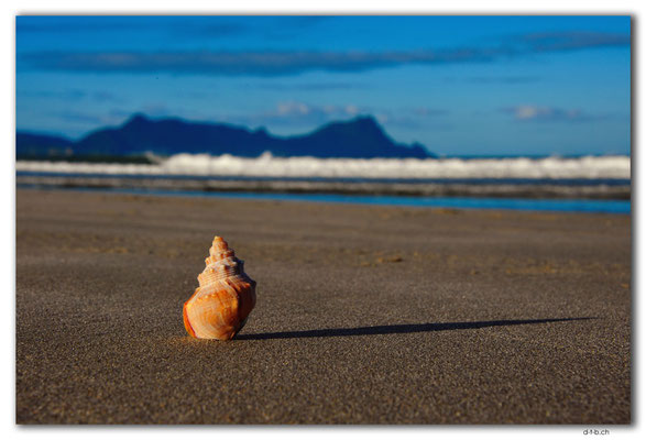 NZ0218.Uretiti Beach.Shell