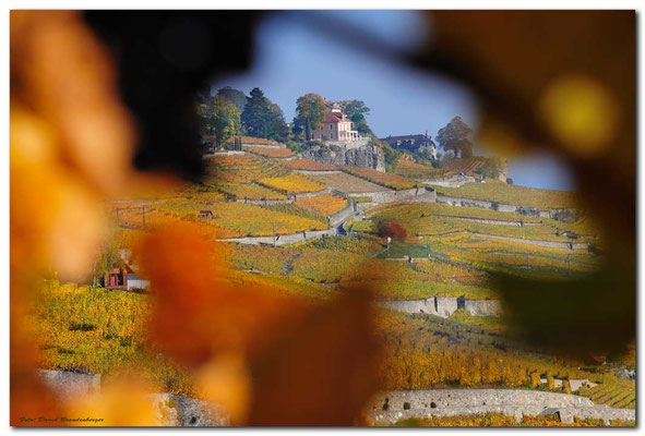A0731.Chexbres Weinberge.CH