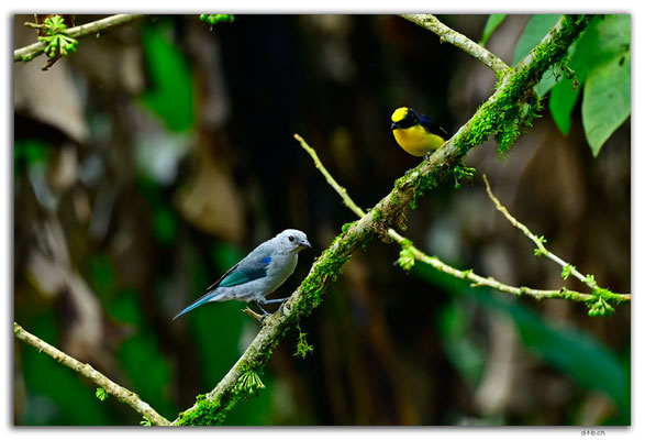 EQ0350.Los Bancos.Blue-gray Tanager & Yellow-crowned Euphonia