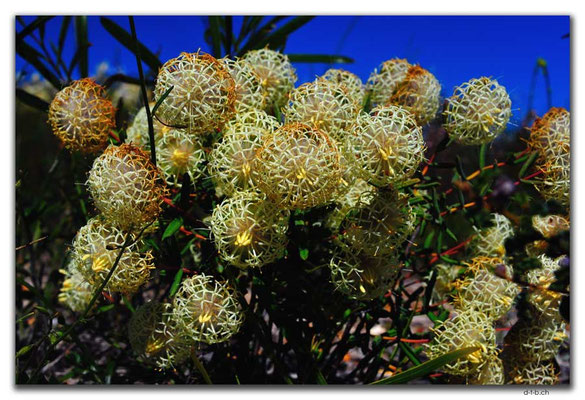 AU0434.Blume