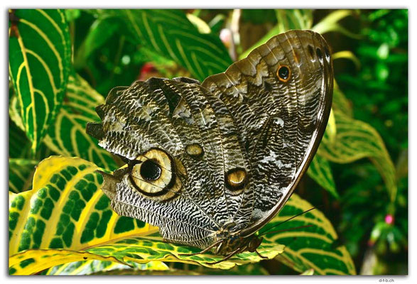 EQ0364.Los Bancos..Owl Butterfly.Caligo eurilochus
