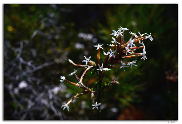 AU0608.Nilgen N.R.Blume