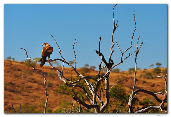 AU0196.Eagle