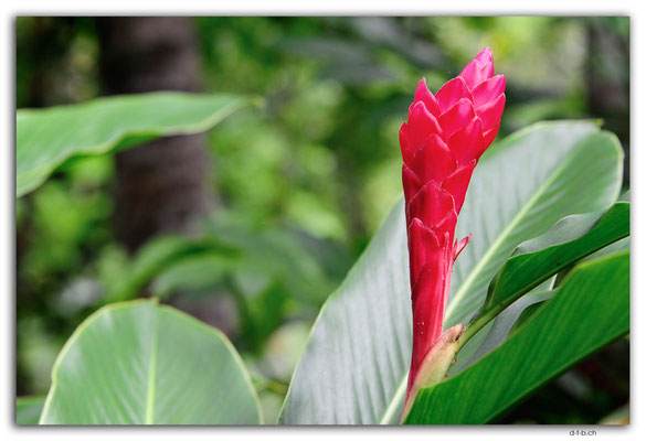 VT.0016.Port Vila.Flower